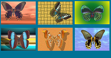 35 vibrant colorful butterflies