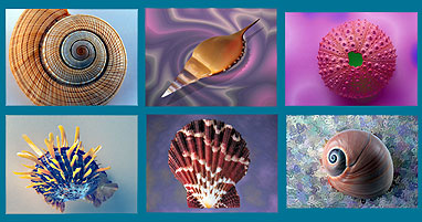 35 images of sensational shells